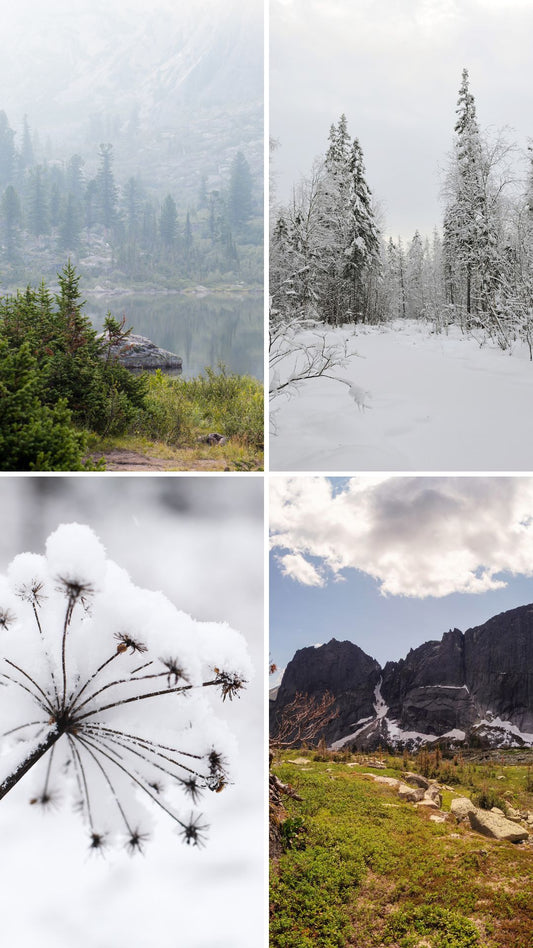 Vela Taiga - La belleza silenciosa de un bosque boreal